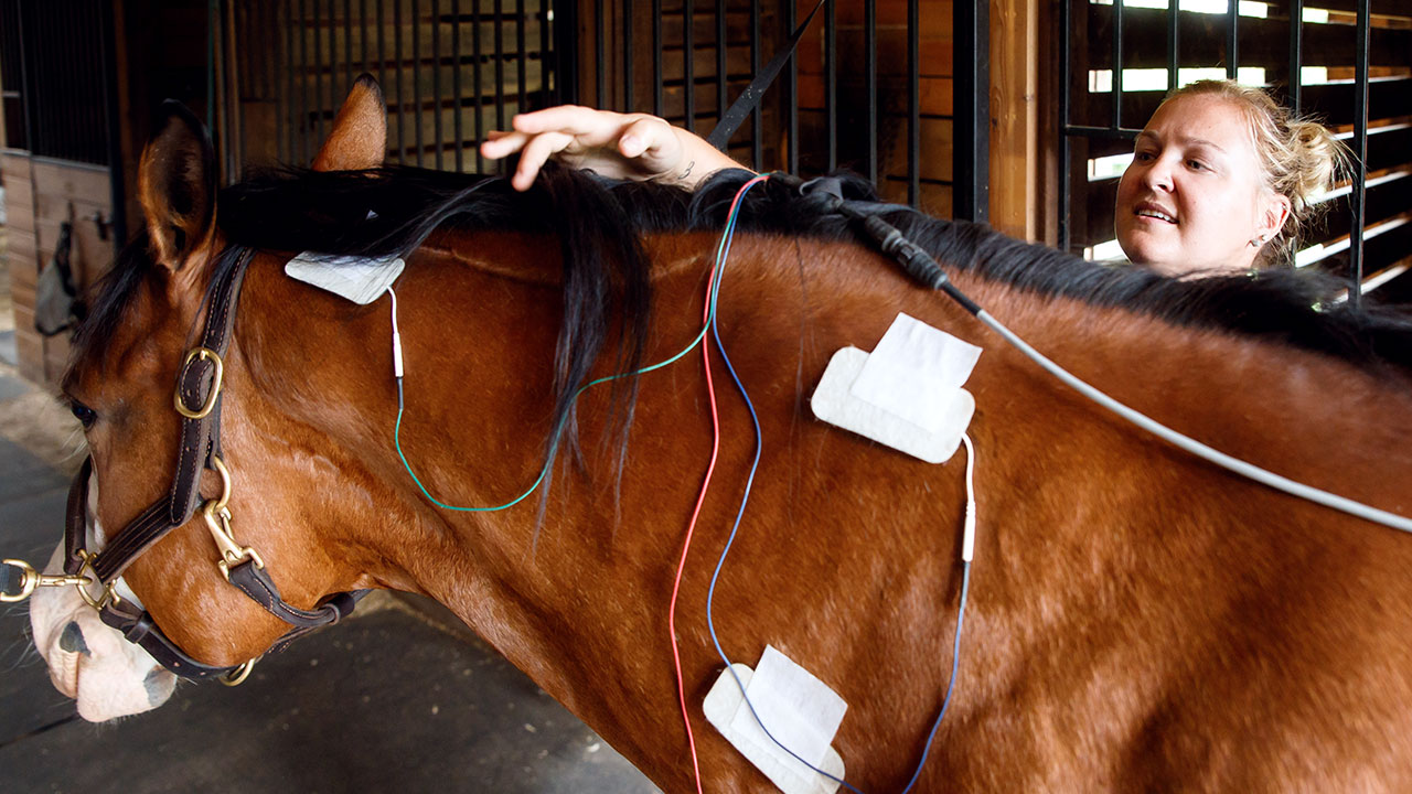 Functional Electrical Stimulation for horses