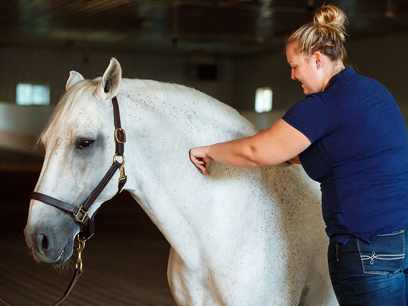 Massage for Horses Course