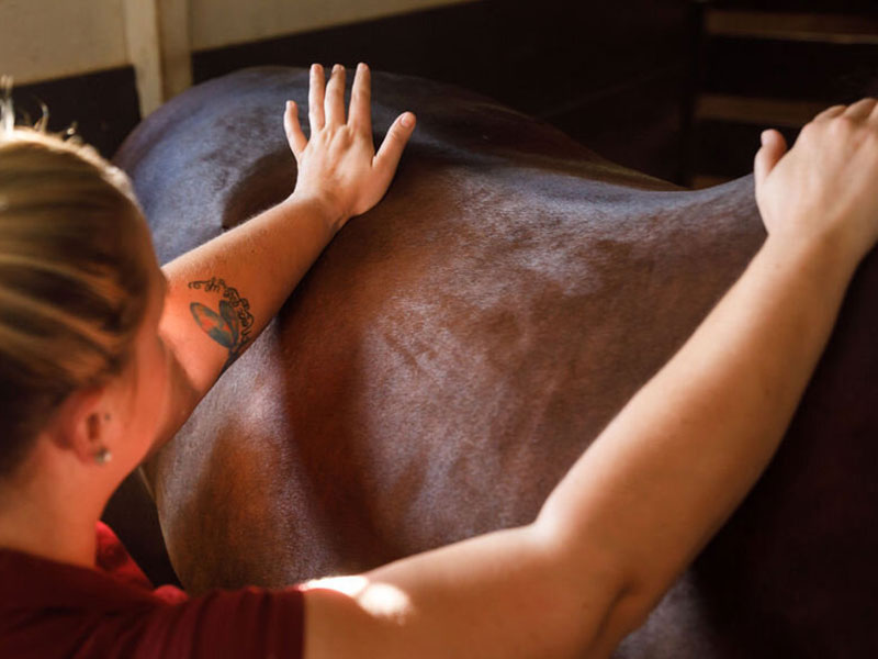 Massage Therapy for Horses