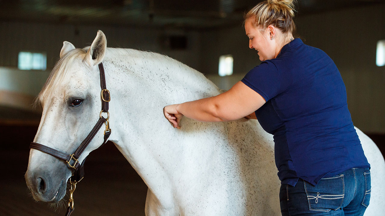 Functional Electrical Stimulation for horses