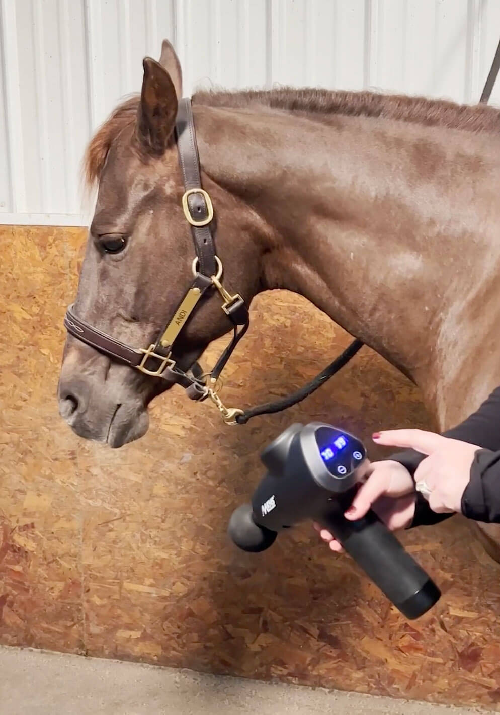 Massage Gun Course for Horse Owners